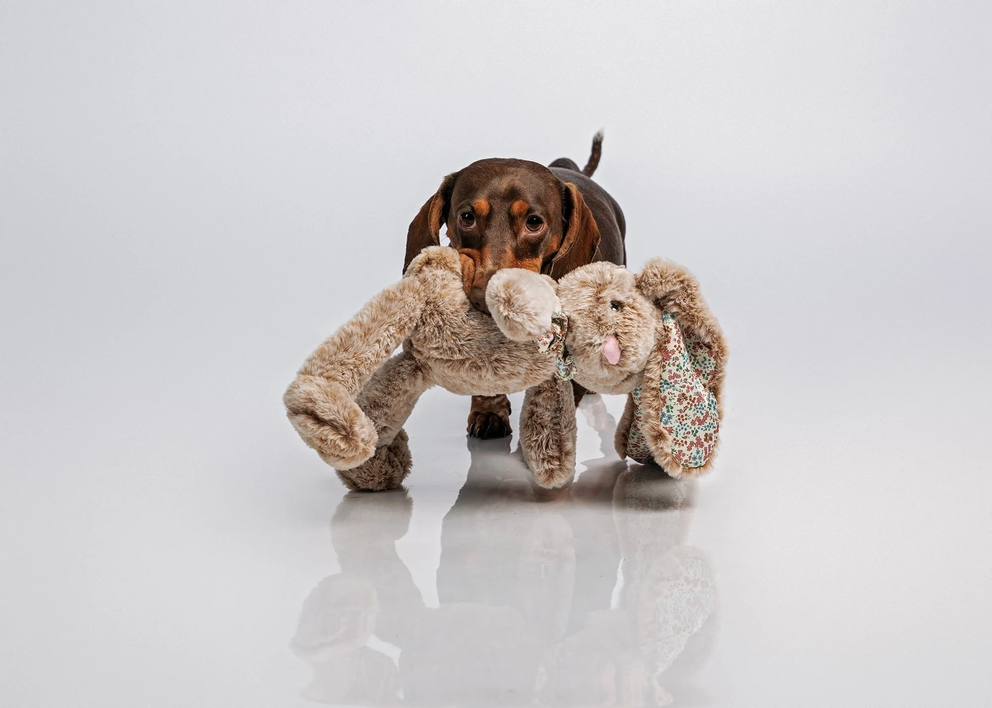 Best small dog photographers near Ocala