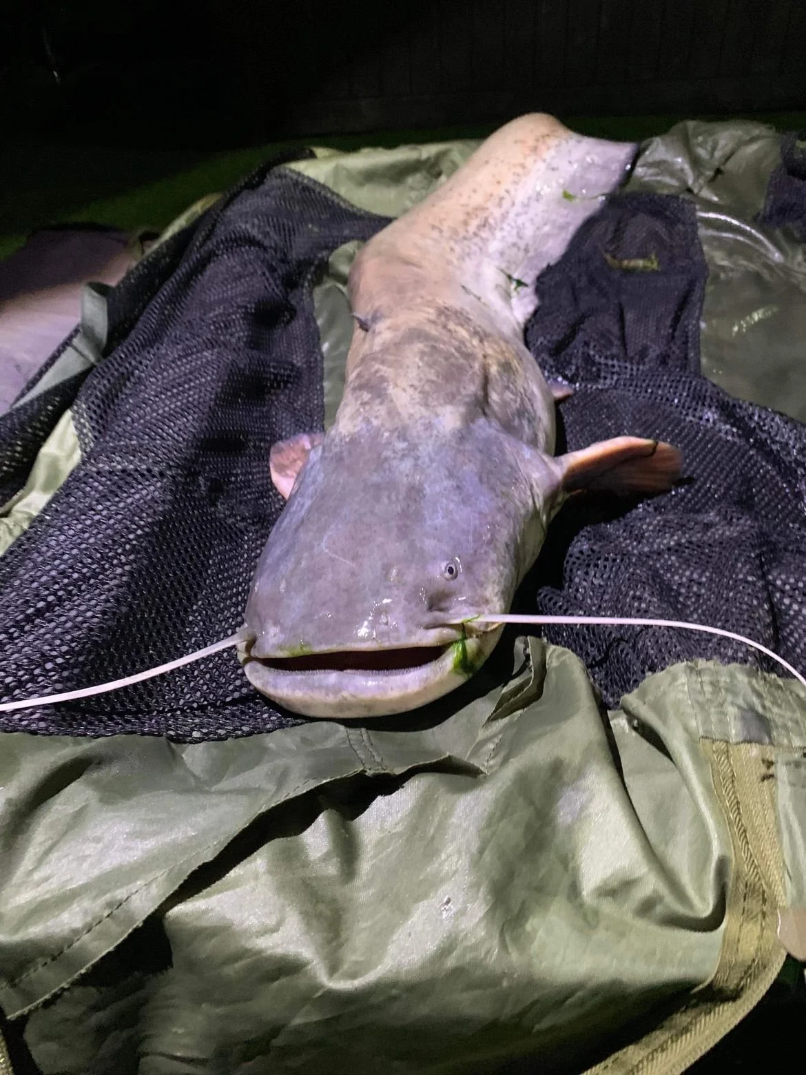 Gallery — Tom's Pond