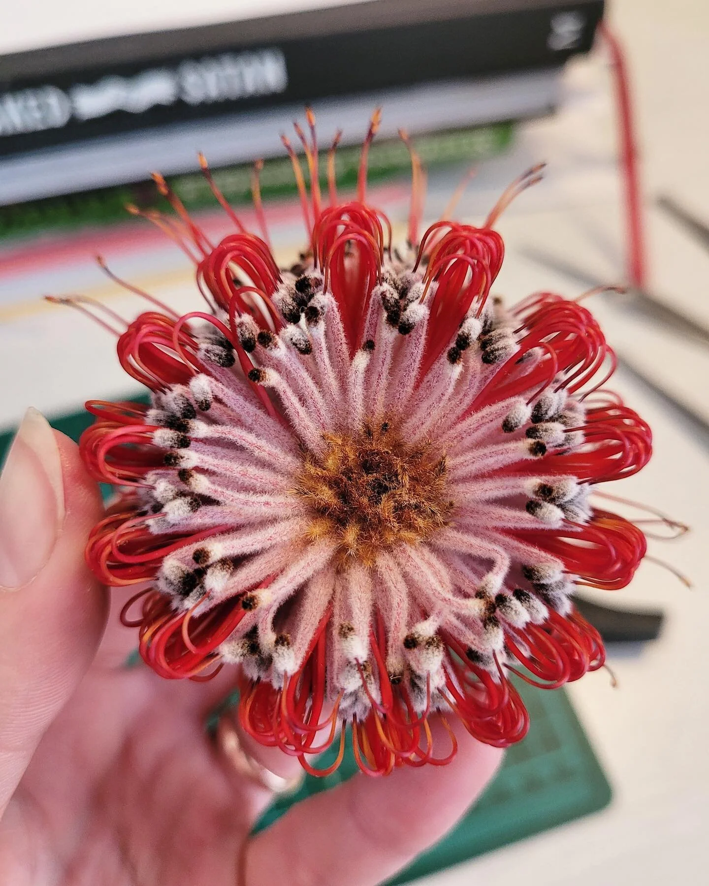 Deconstructing flowers can be full of surprises, and I was not expecting the shapes I got from this banksia! Such fun and unique petals (are they classified as petals?). As you can see in pics 2 and 3, they lost some of their colour during the pressi