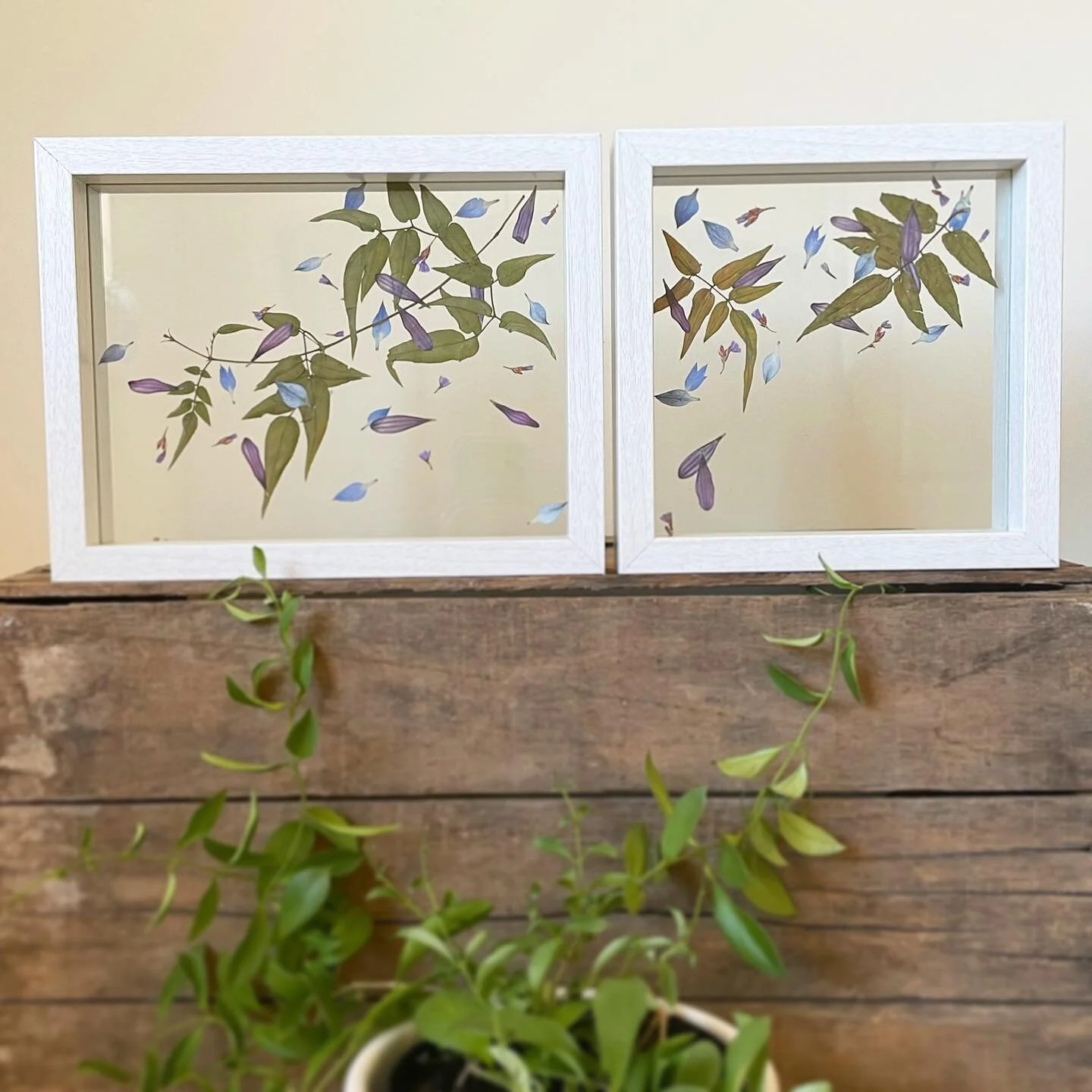 I love how well these two frames work as a pair. They&rsquo;d look great as bookends or sitting together on a countertop. Where would you put them in your house?
.
.

#flowerpressing #flowerart #floweraesthetic #flowers #adelaideartist #pressedflower
