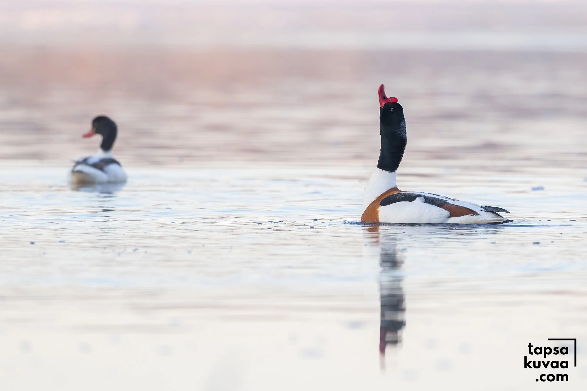 Ristisorsapari aamu-usvassa merenlahdella