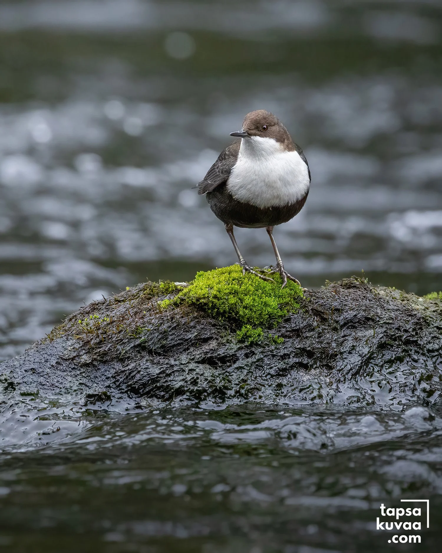 Koskikara sammaleisen kiven päällä koskessa