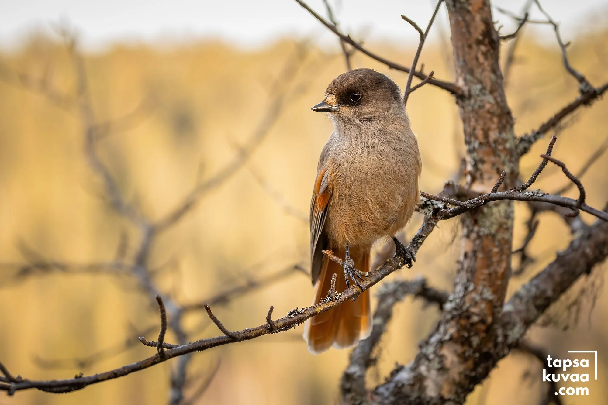 Kuukkeli koivun oksalla syksyisen keltaiset puut taustalla