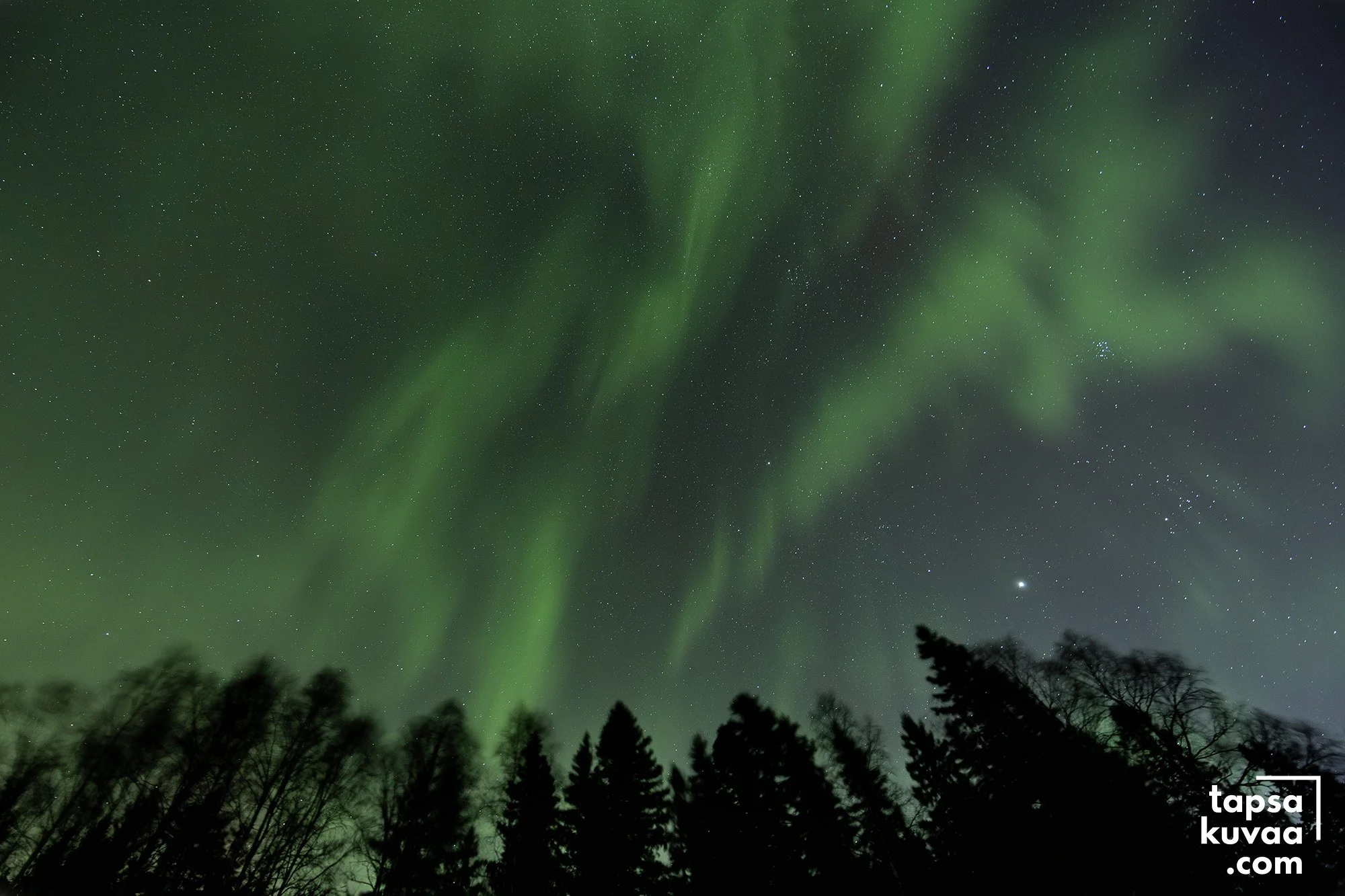 Revontulia tähtitaivaalla pimeän metsän yllä