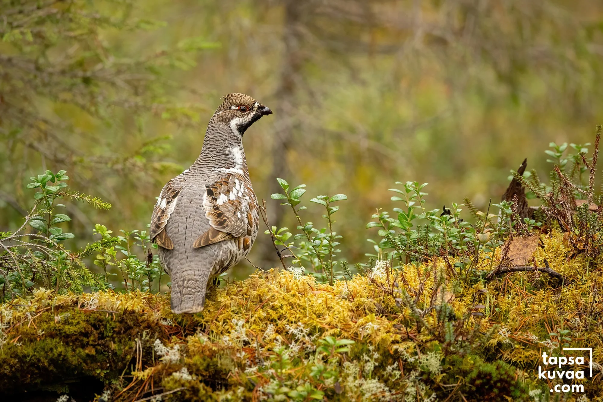 Pyy sammalmättään päällä