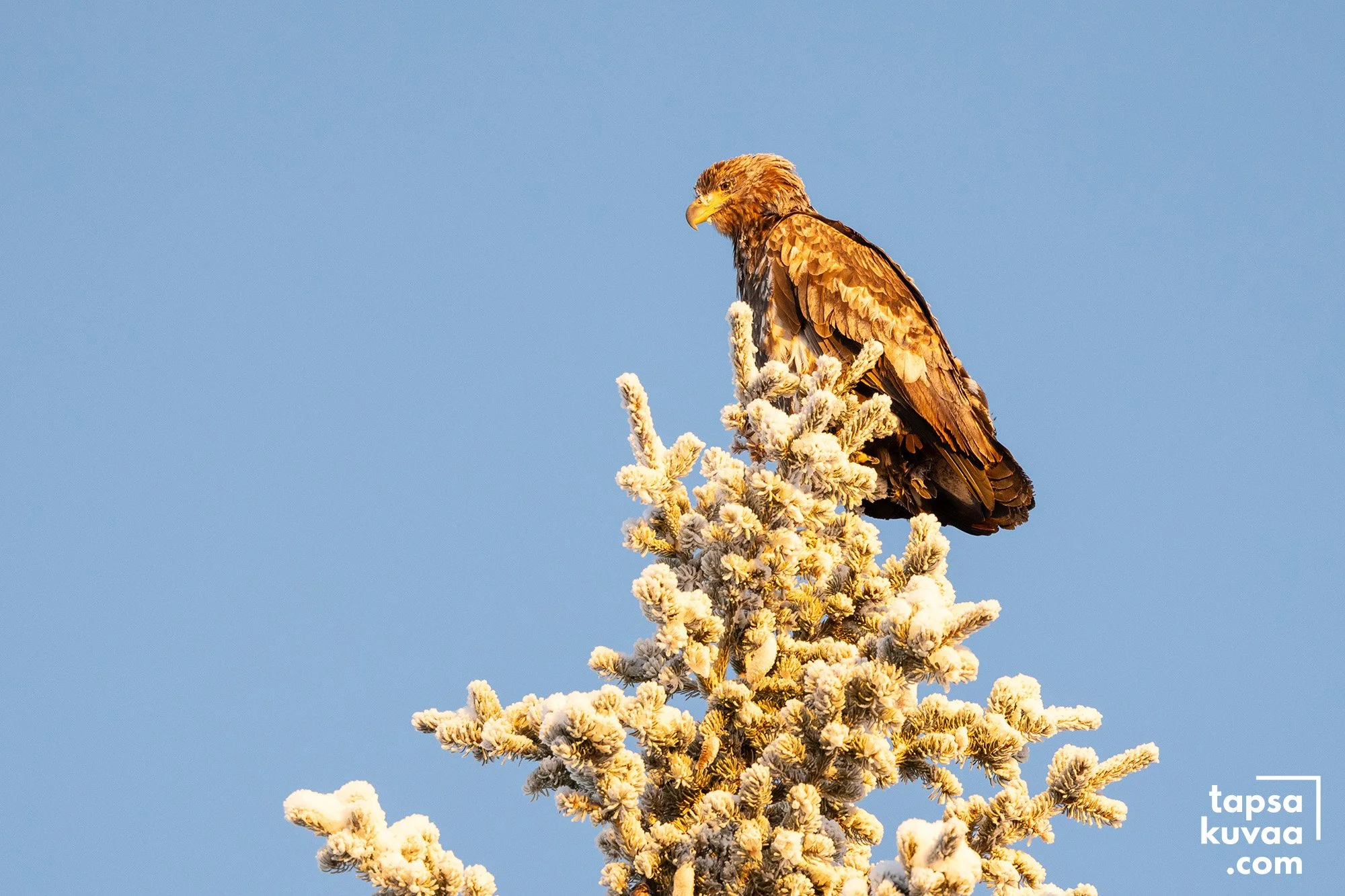 Merikotka kuusen latvassa keskitalven pakkasessa