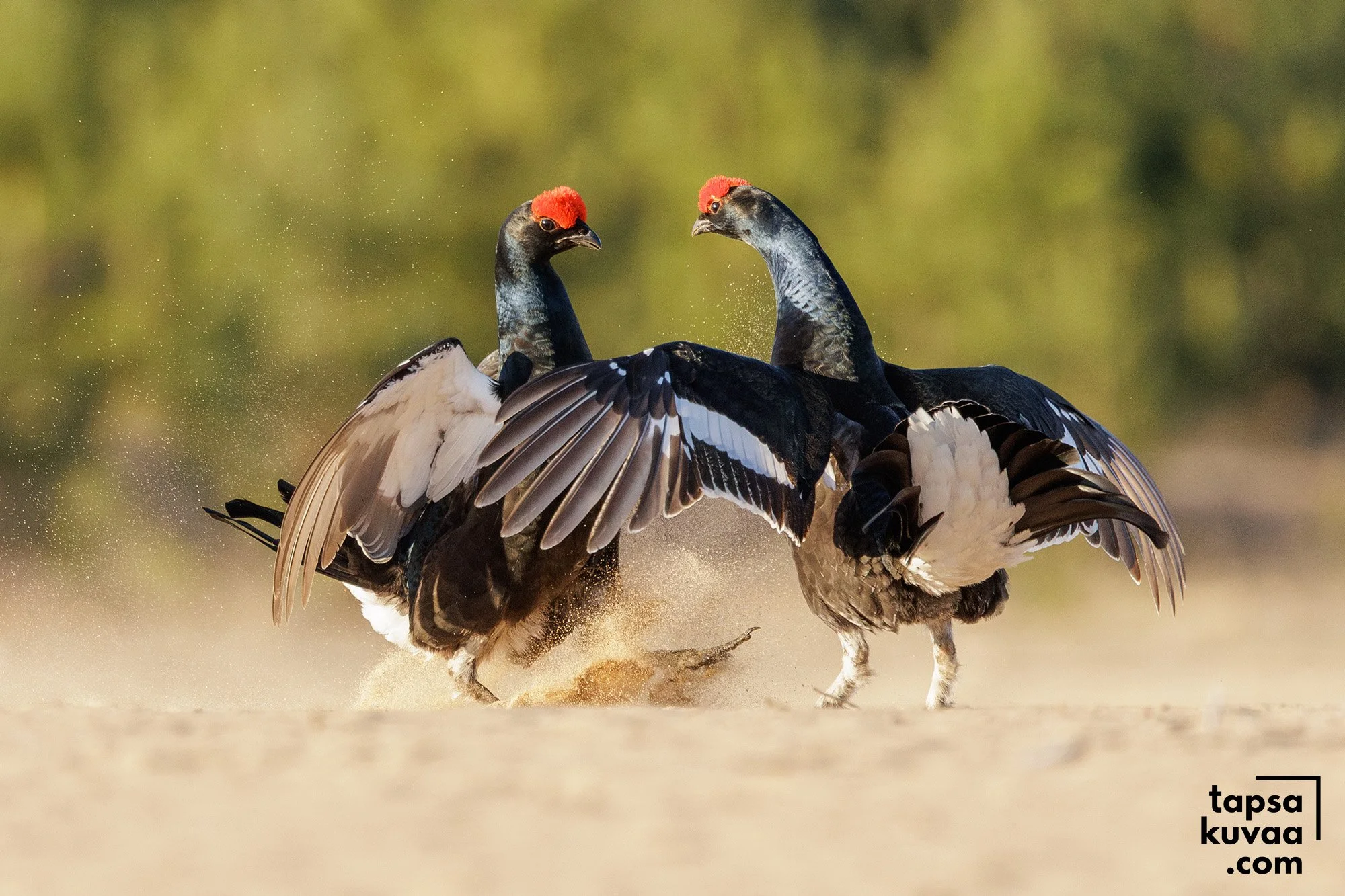 Teerikukot soitimella