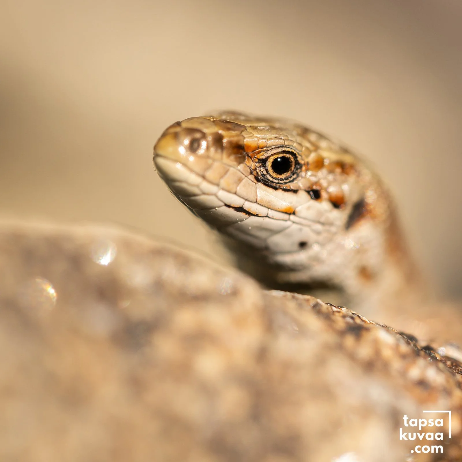 Sisiliskon pää lähikuvassa