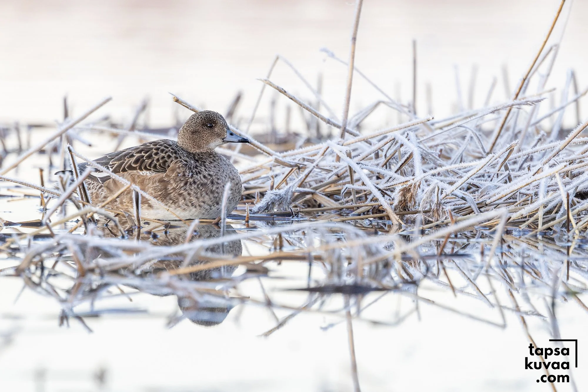 Haapana naaras merenrannassa jäätyneiden kaislojen seassa