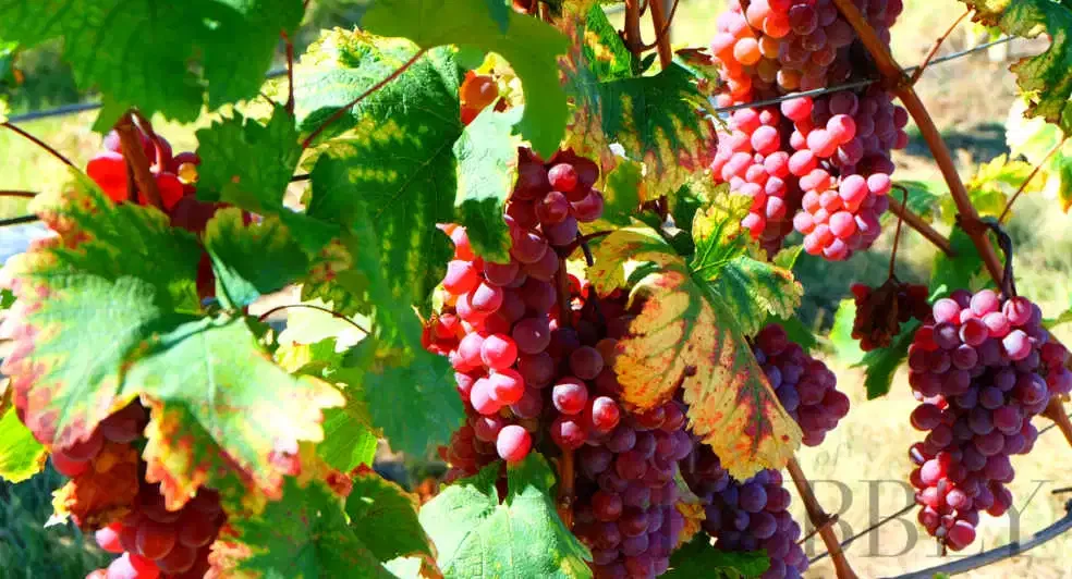 From Passion to Alexandrea Winery