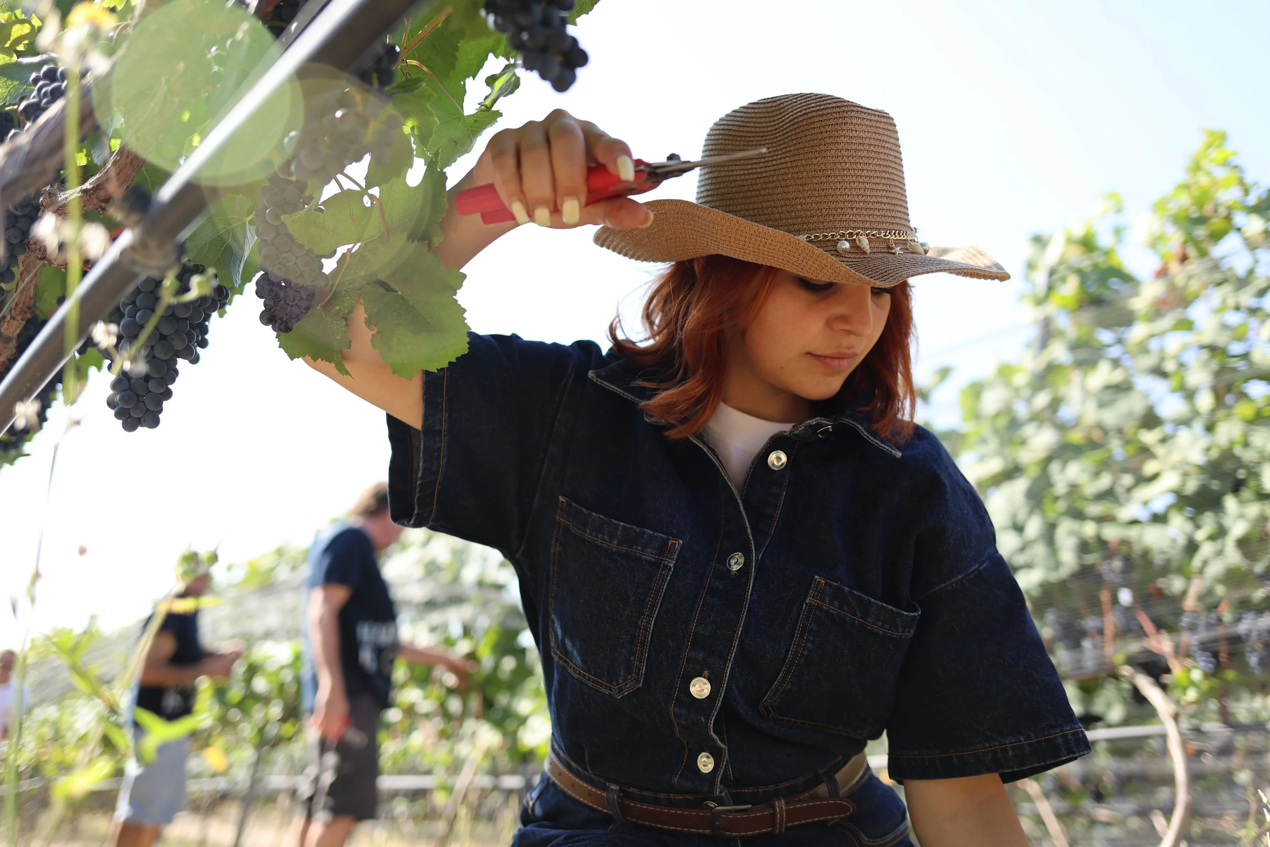 Harvest_2026_02.JPG