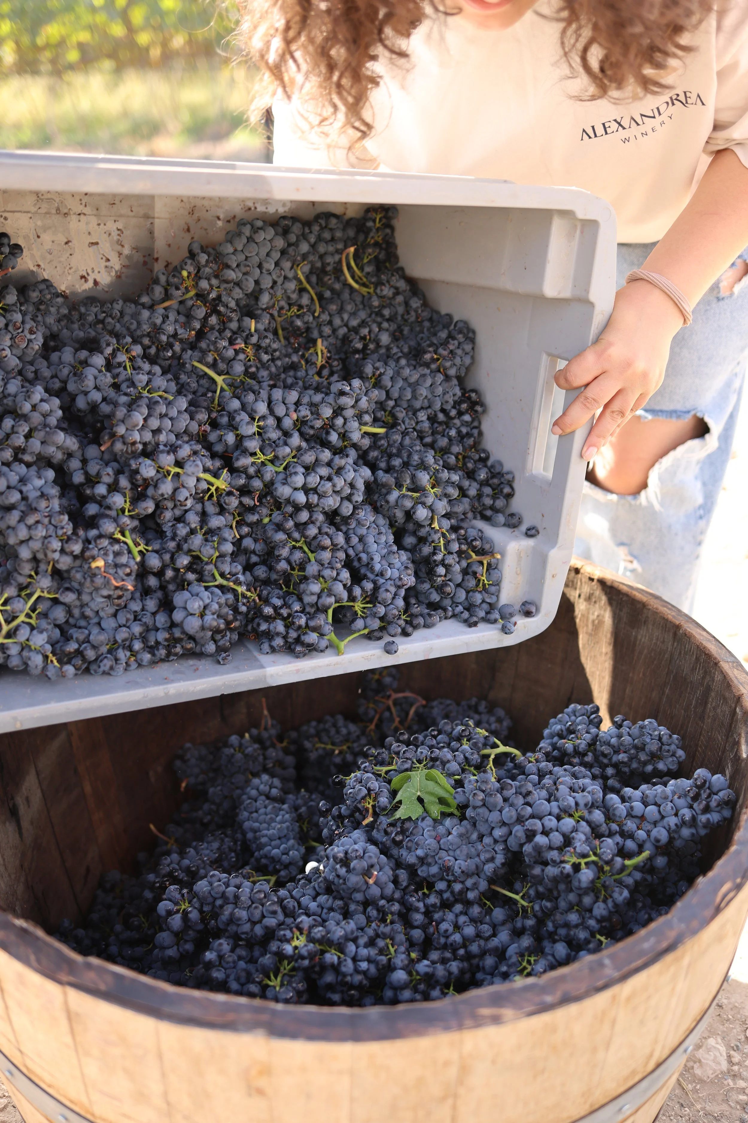 Harvest_2026_03.JPG