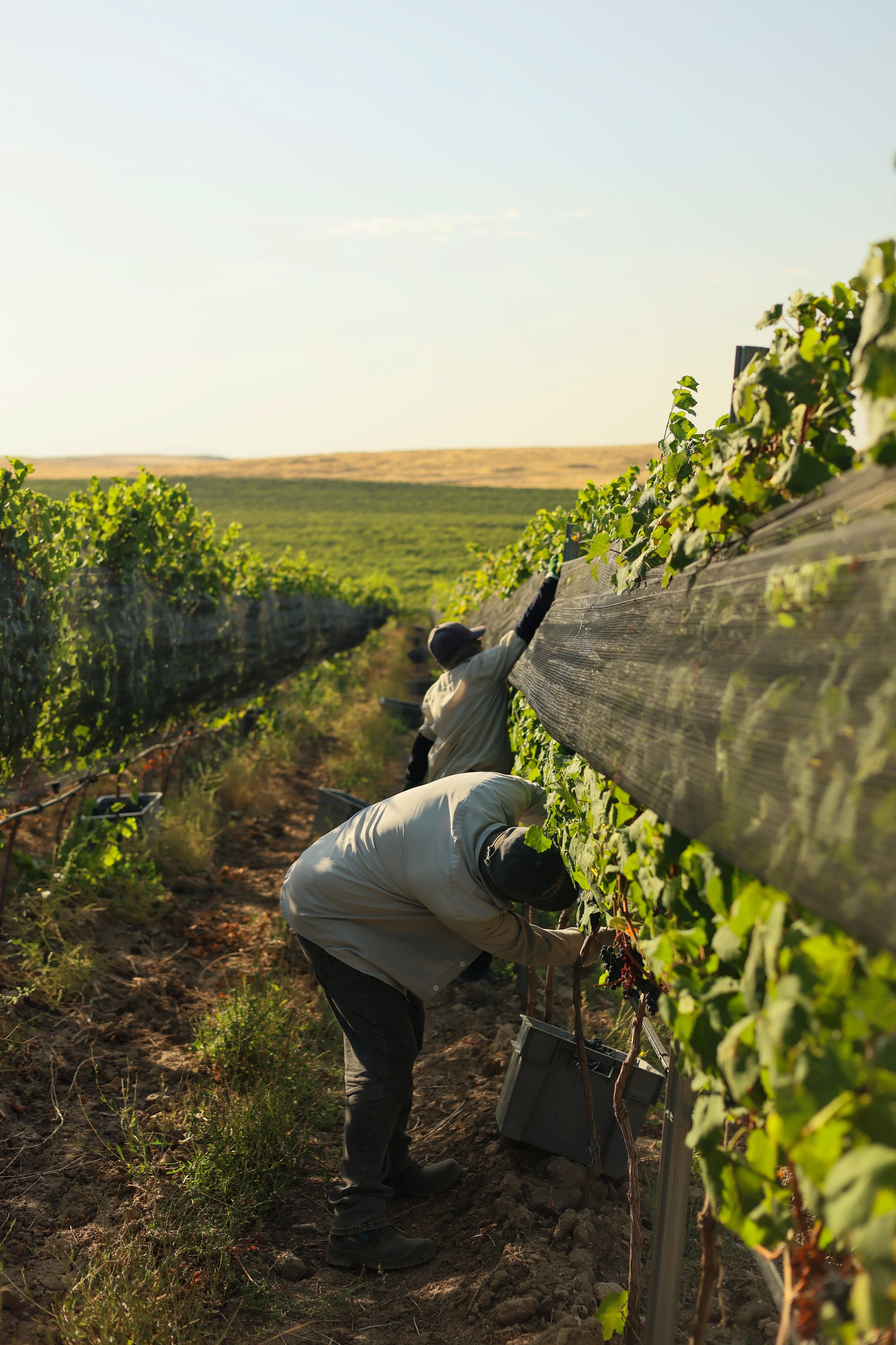 Harvest_2026_6.JPG