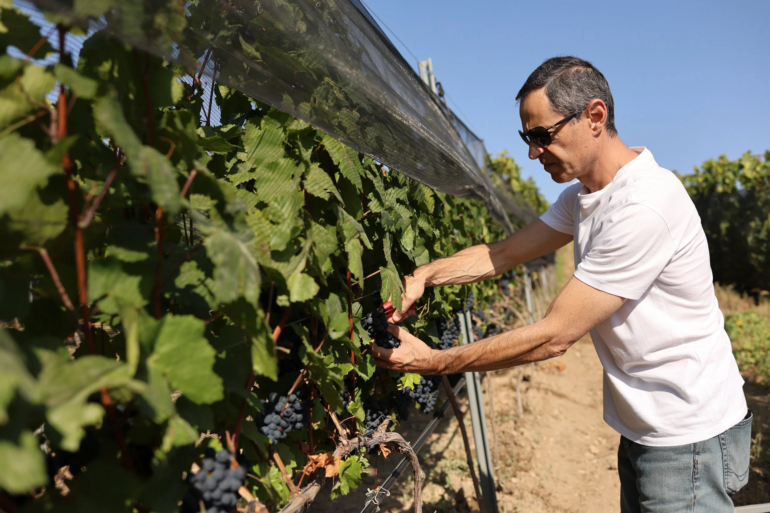 Harvest_2026_06.JPG