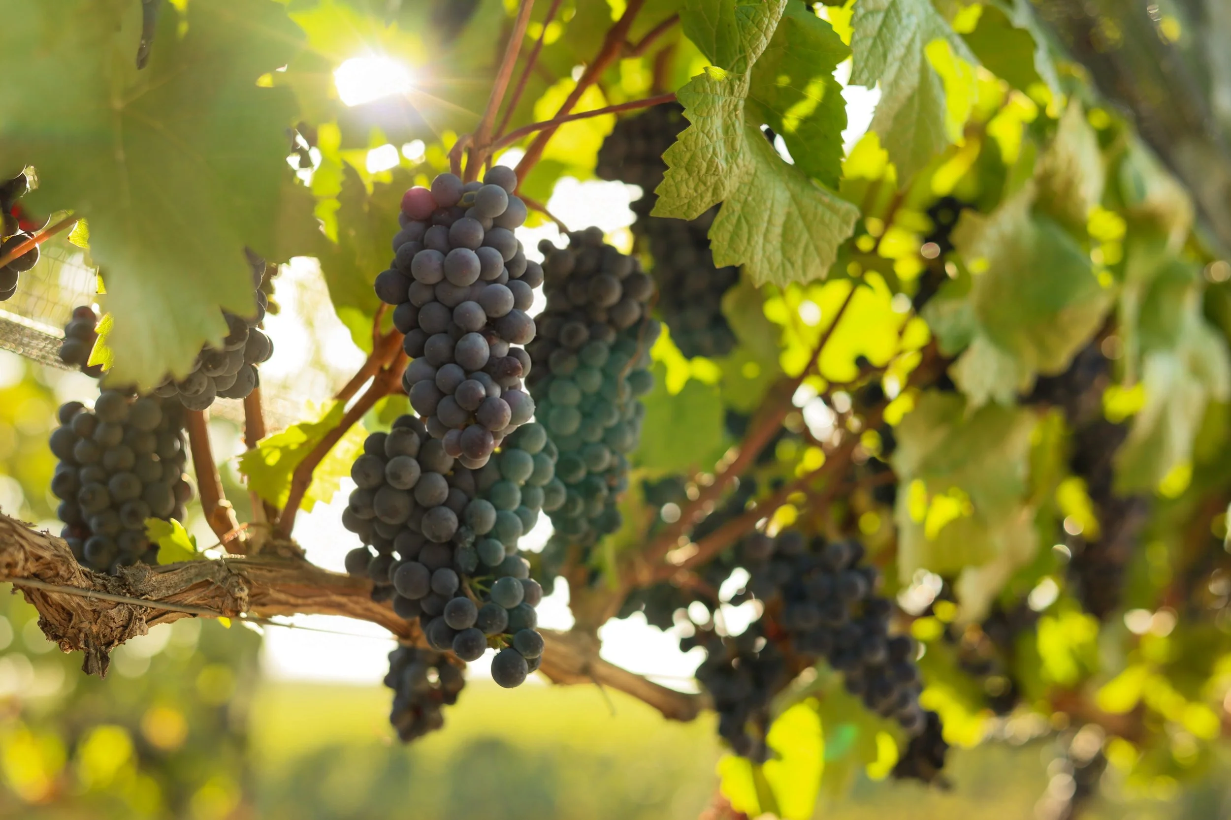 Harvest_2026_8.JPG