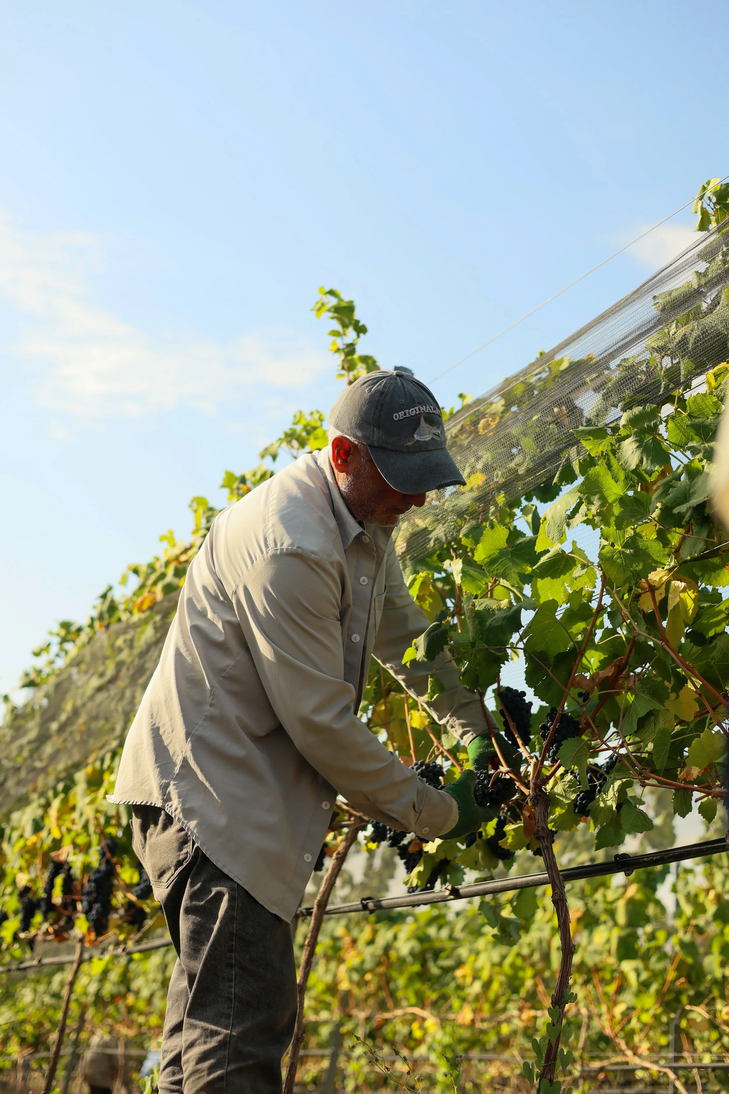 Harvest_2026_9.JPG