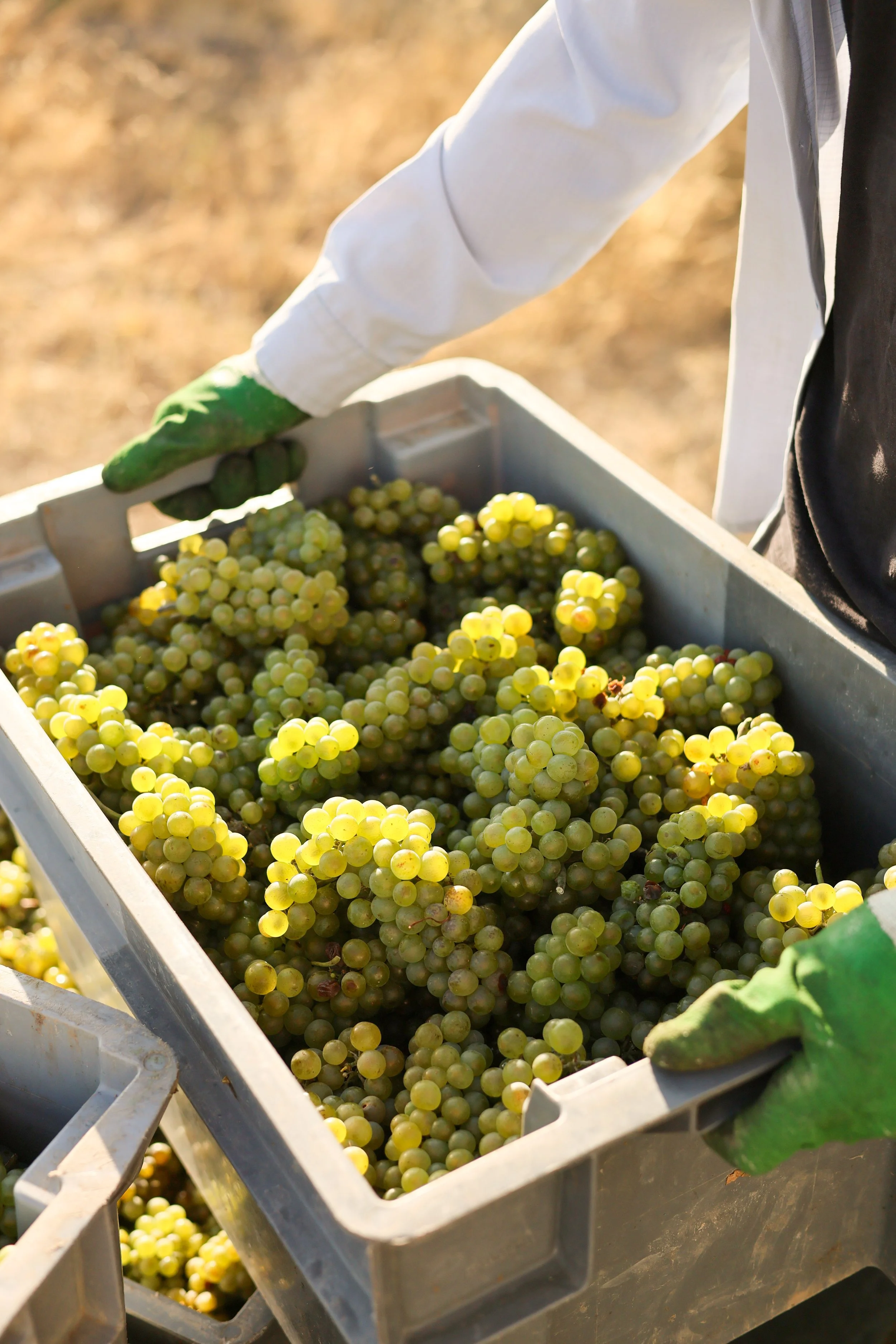 Harvest_2026_11.JPG
