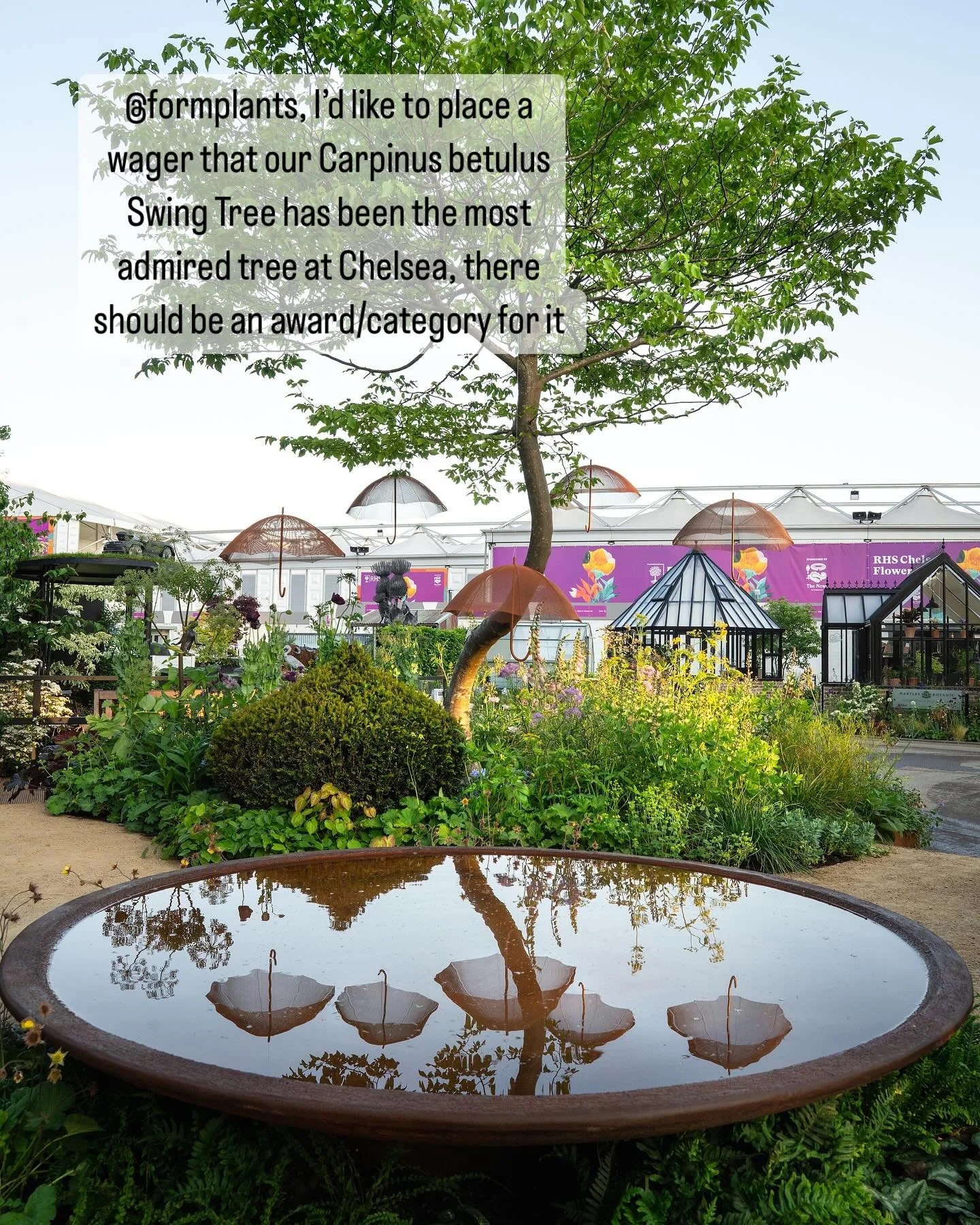 Dear Jamie Butterworth and team

Thank you for providing The ADHD Foundation garden with our beautiful and much admired Carpinus betulus Swing Tree and Hydrangea petiolaris. 

It has surprised so many visitors that it&rsquo;s possible for a climbing 