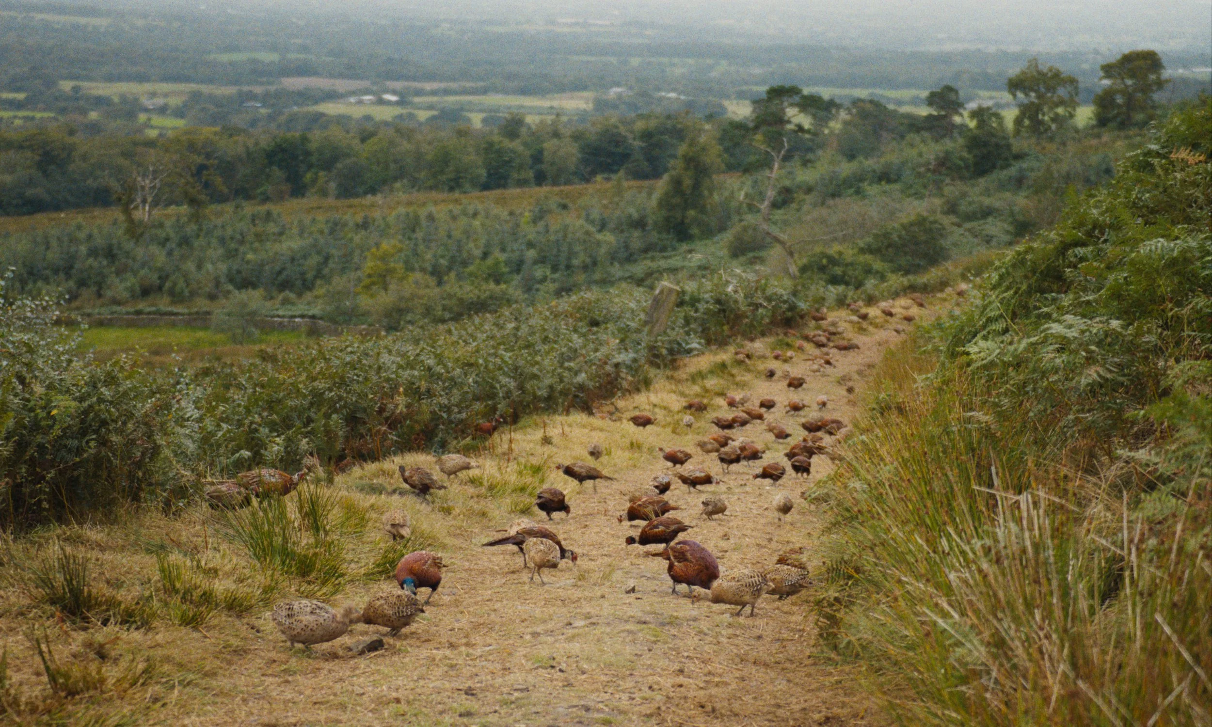 pheasant_rec709_stills_1.8.jpg