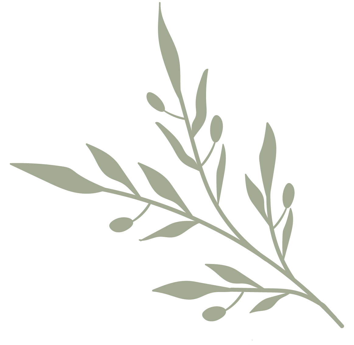 Branche de plante avec feuilles allongées et petites baies.