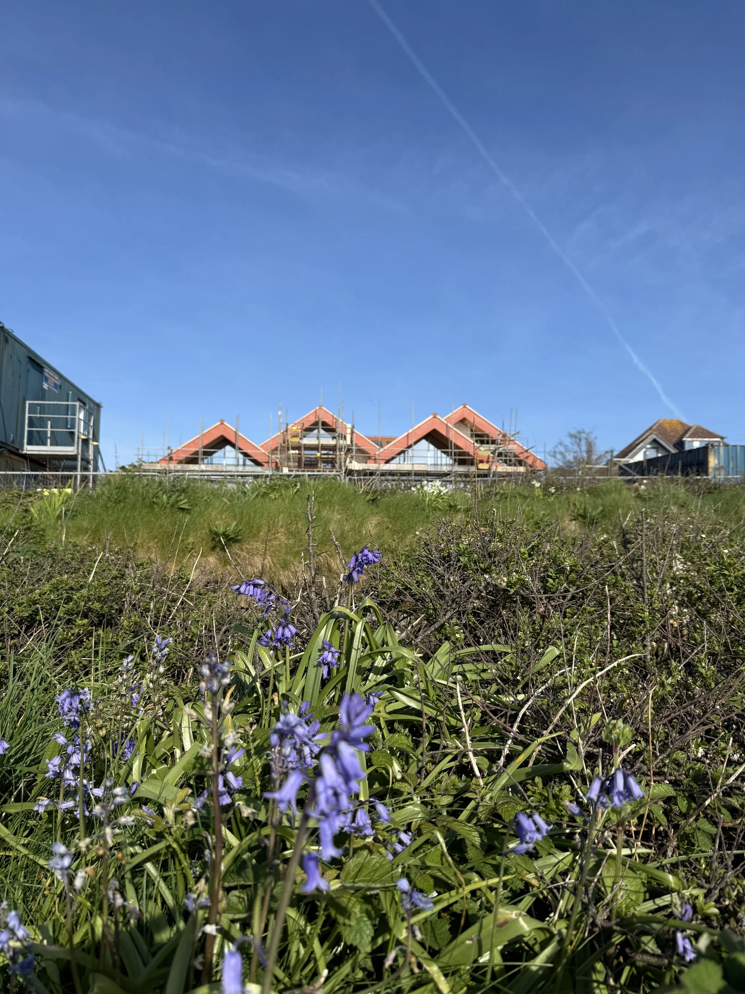 Blue flowers and green plants in the foreground with a grassy hill and a house under construction with scaffolding and a red roof in the background under a clear blue sky.