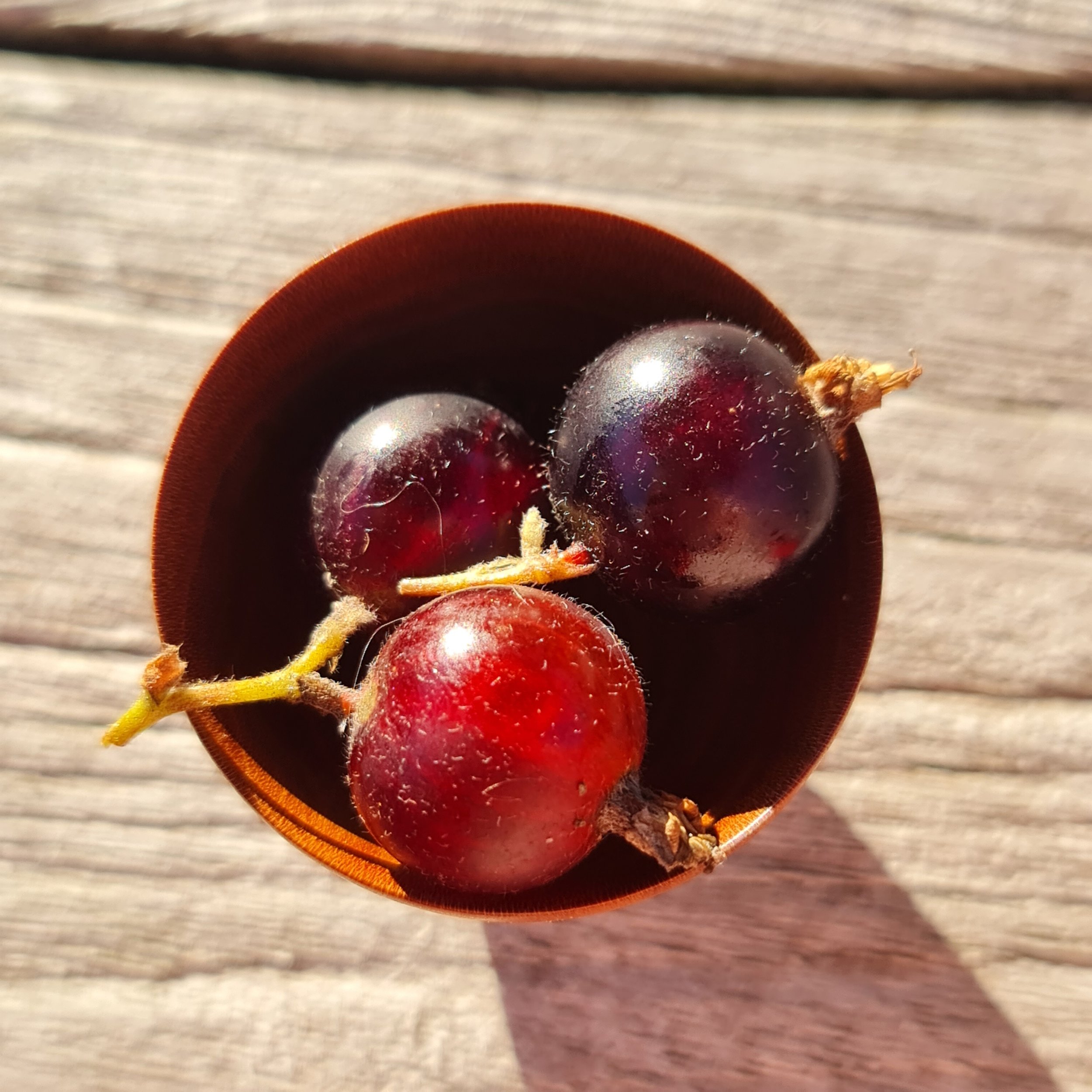 Giant blackcurrant and ex-rocking chair