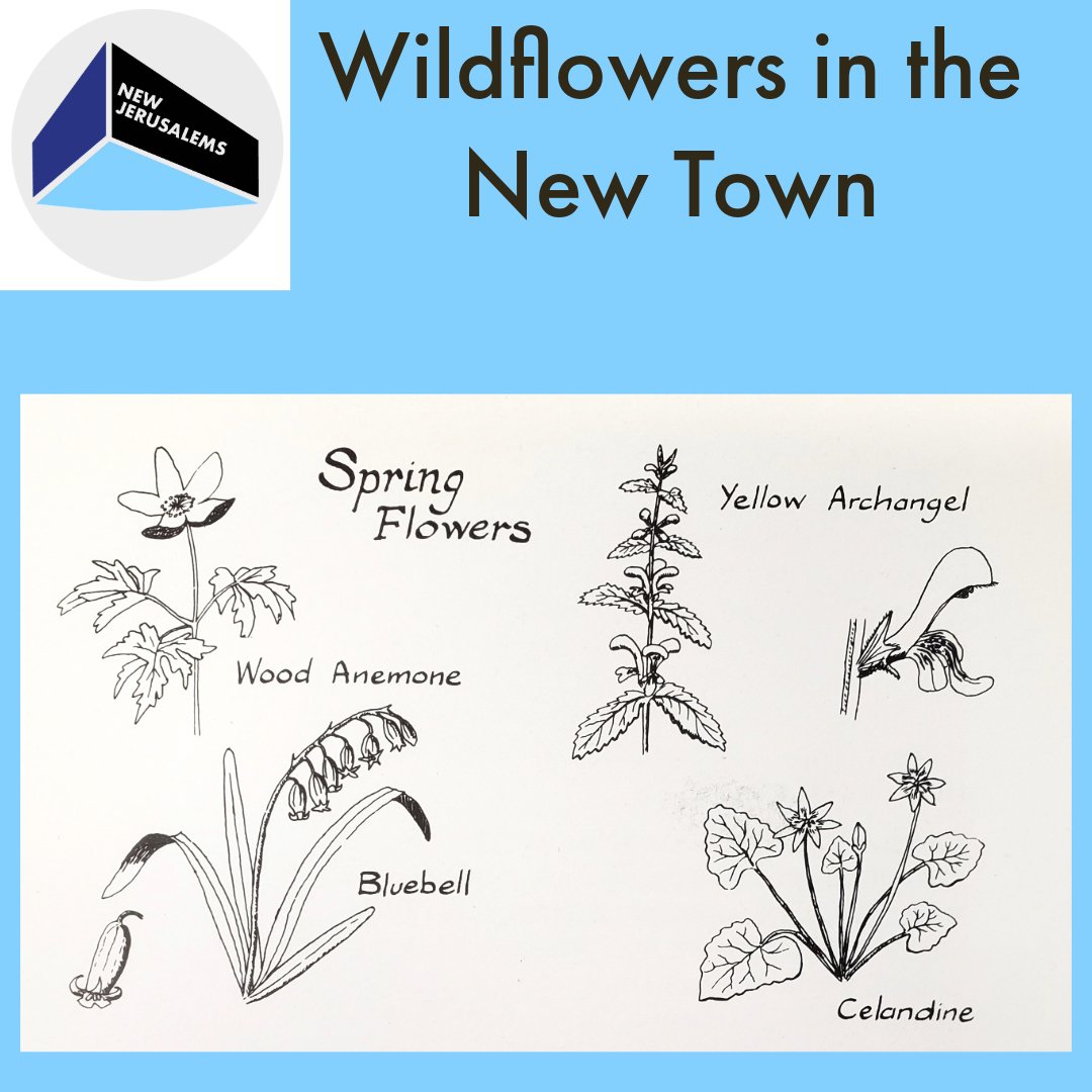Some wild spring flowers for you! We've also found Redditch Development Corporation gardening advice; this is the time for hoeing between bedding plants, successive sowing of vegetable crops &amp; completing planting out potatoes. It's also the time 