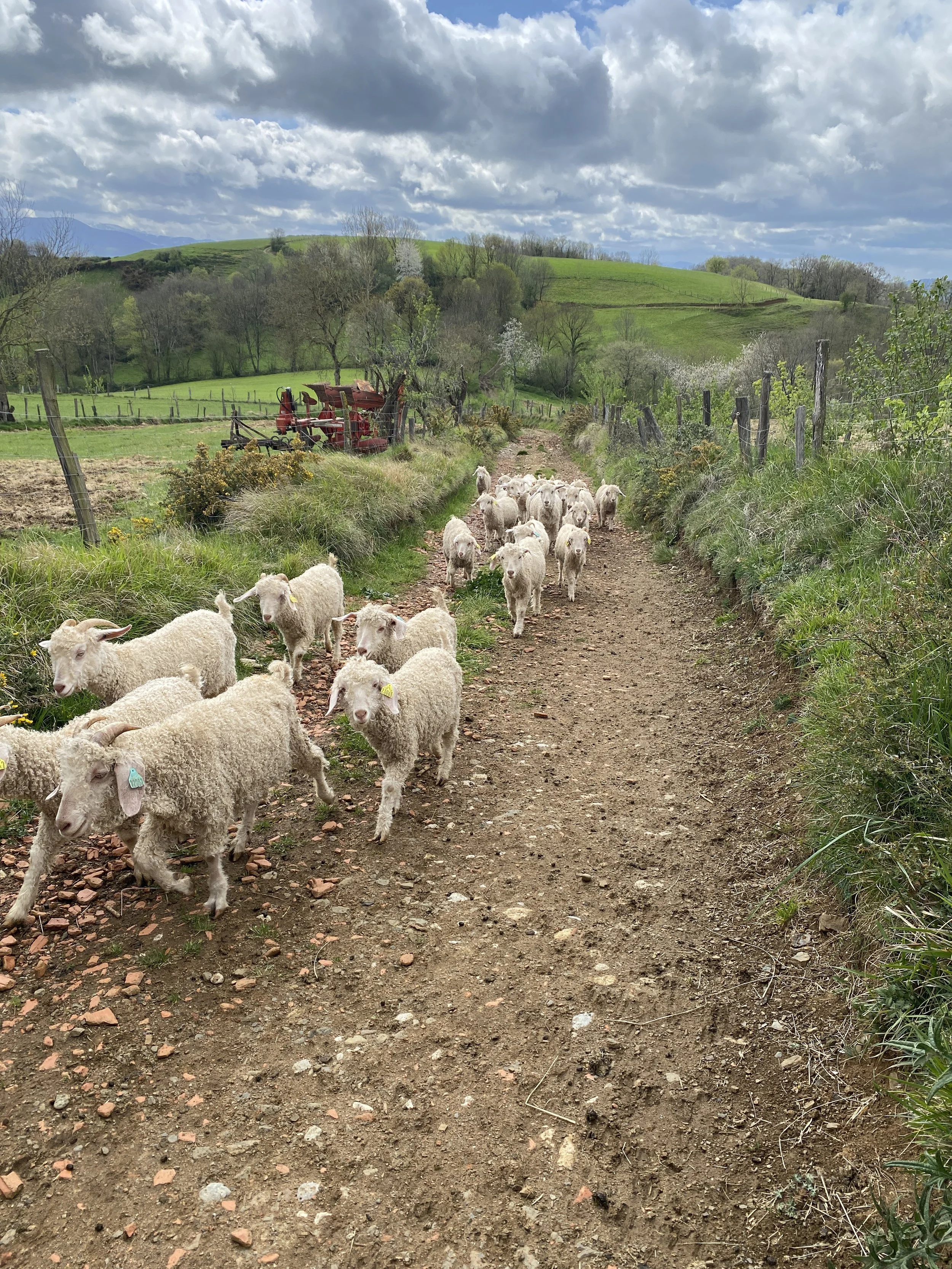 Sheep on the path.JPG