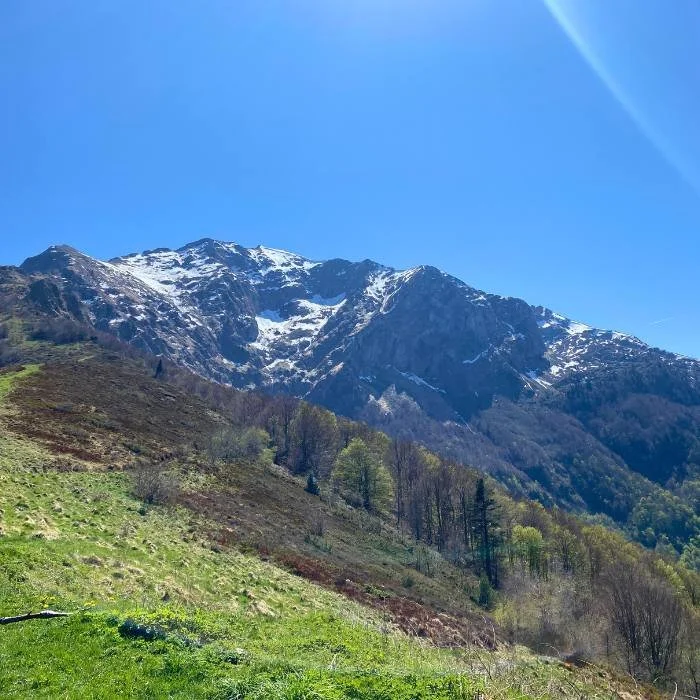 Green grass and snow covered mountain peaks.