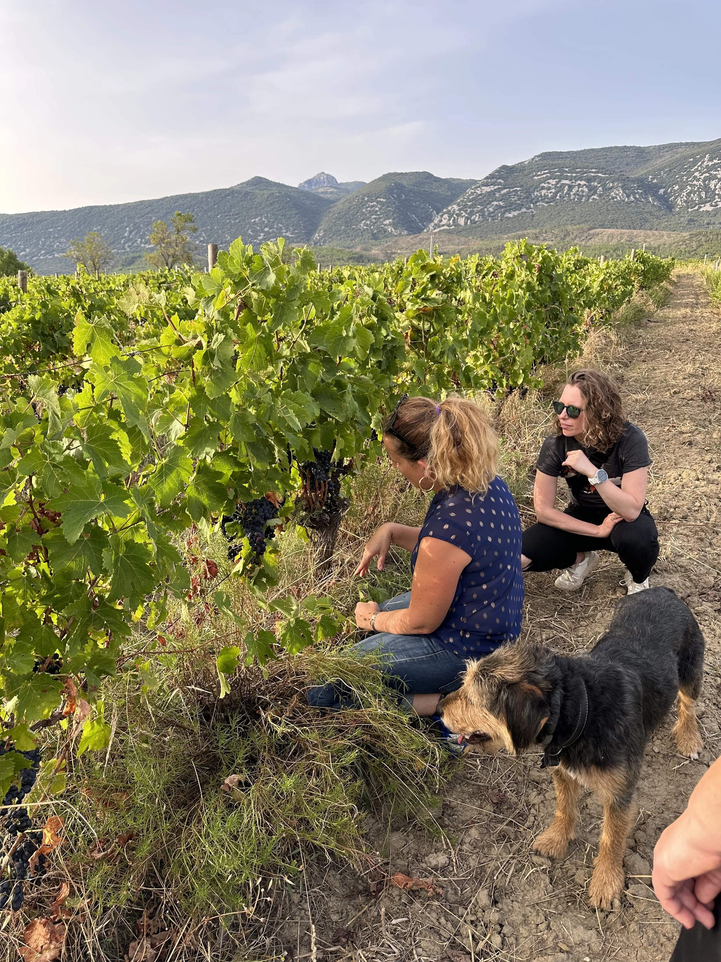 Guest exploring grapes on a vineyard during a food and wine tasting tour in France