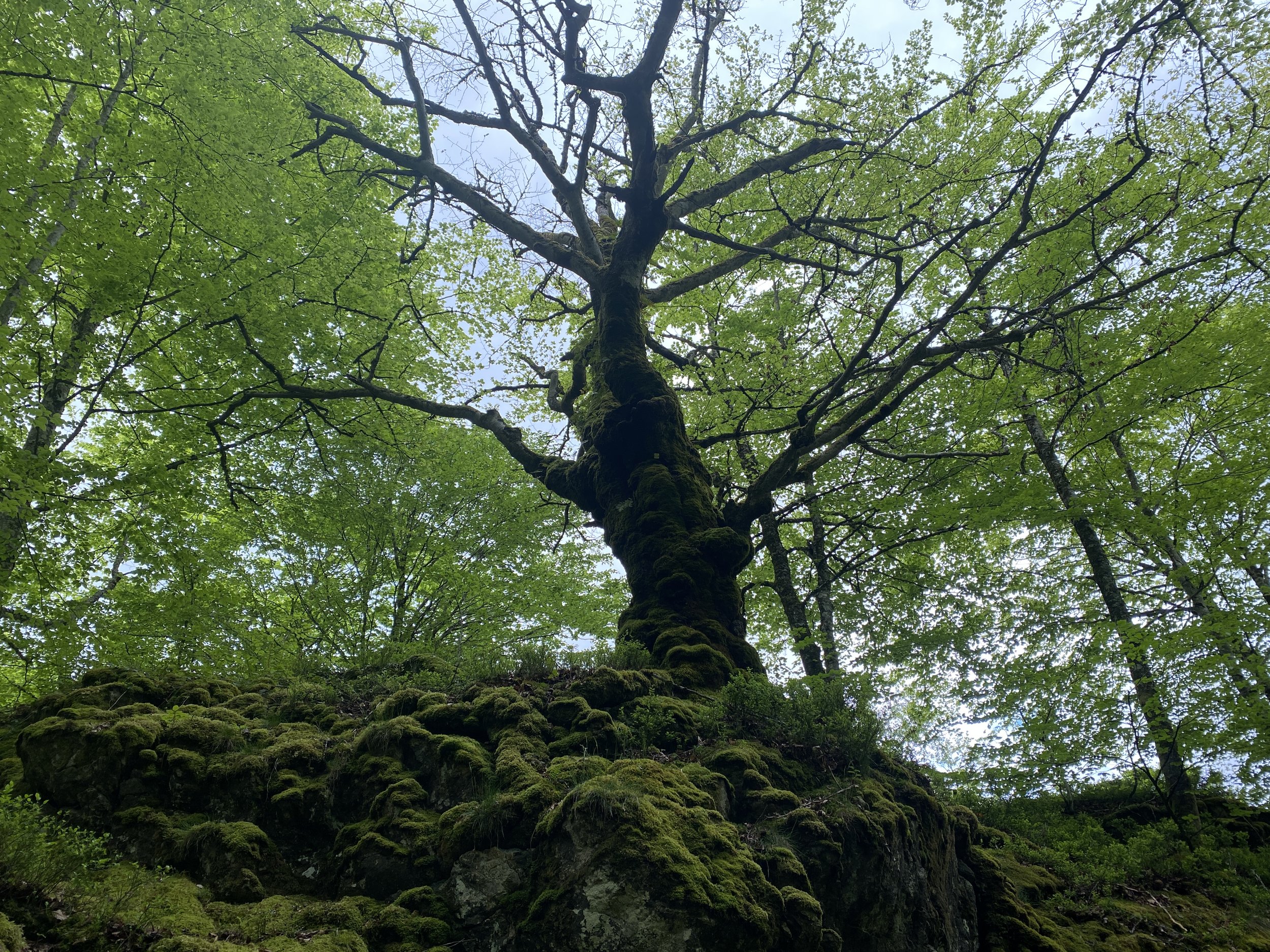 Lac de Bethmale Tree.JPG