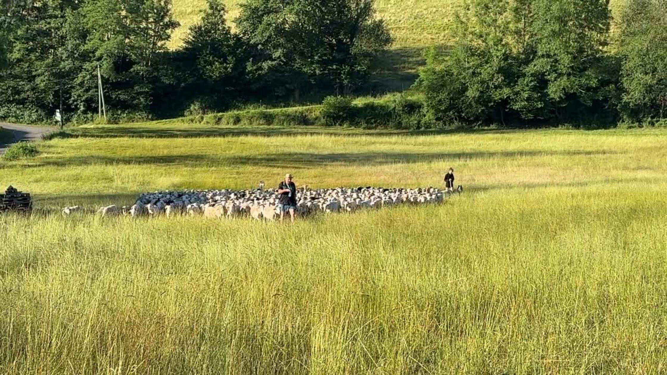 Transhumance sheep herding tradition Bethmale Valley.jpg