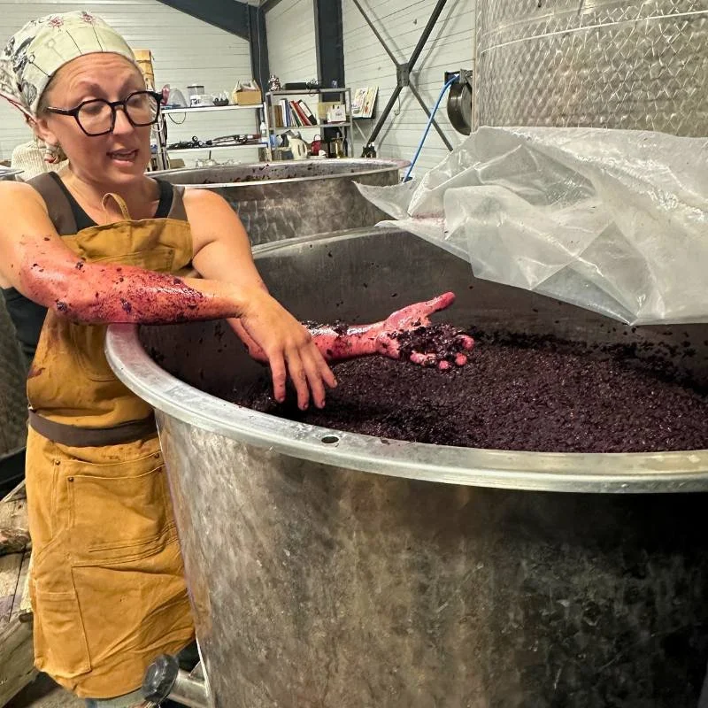 Female wine maker with her hand in a vat of red grapes.