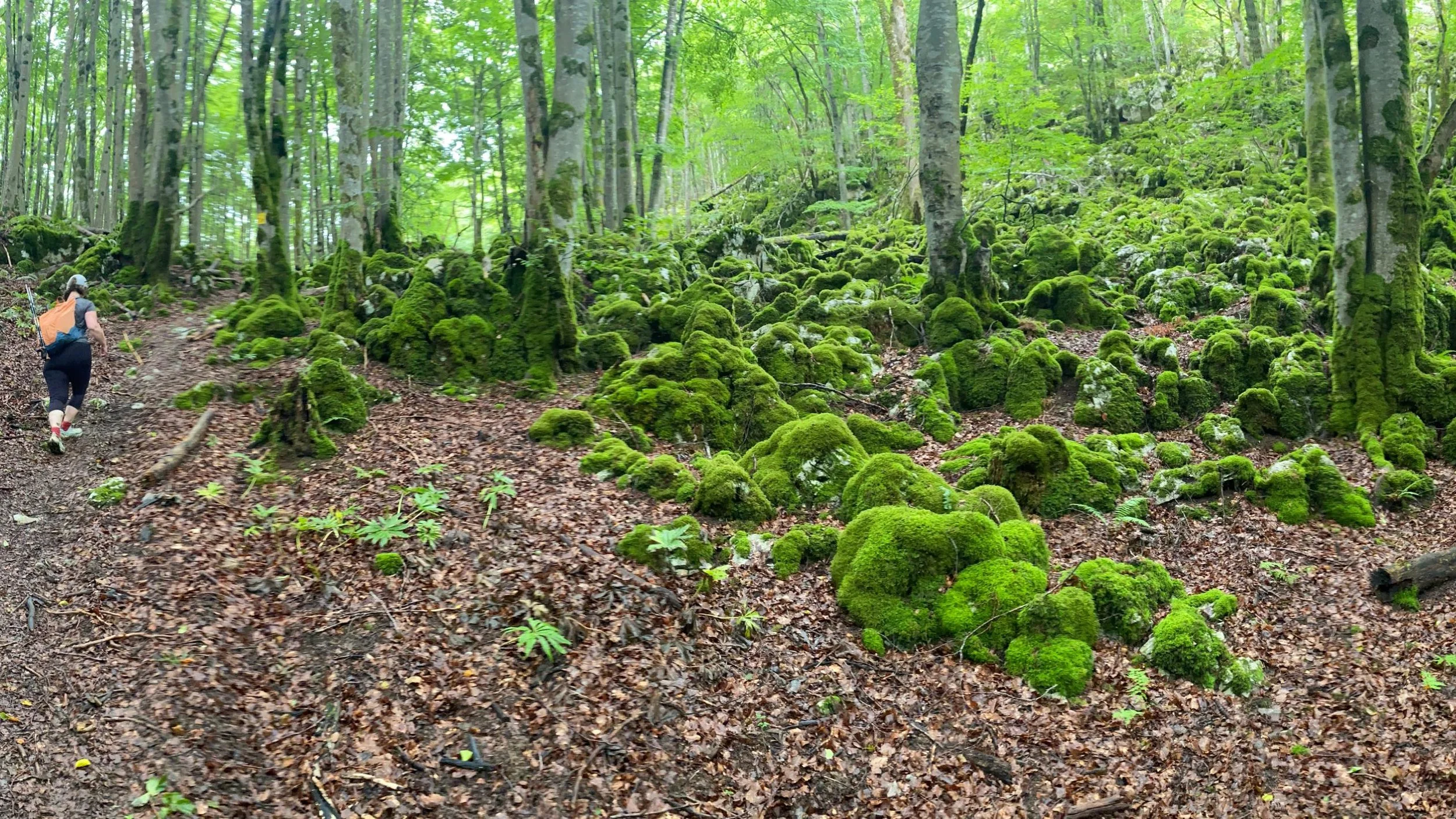 Green forest with woman walking with a backpack.
