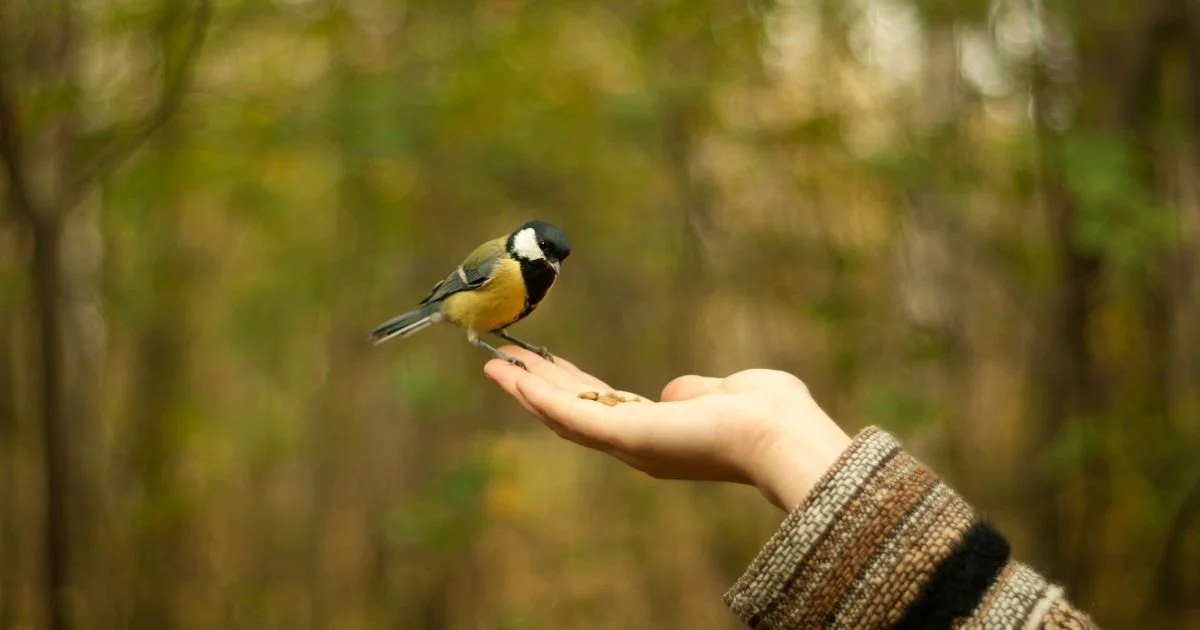 a bird landed on a woman's hand