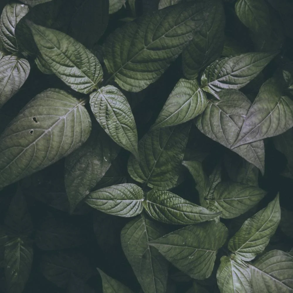 A closeup of green, indoor plant foliage.