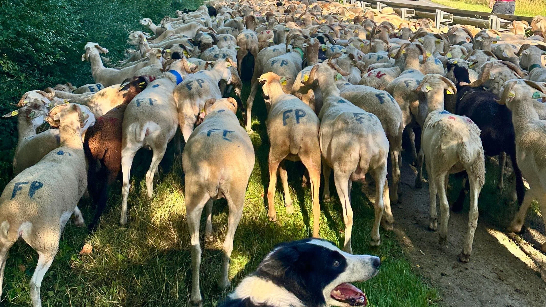 Shepard dog standing behind hundreds of sheep on a pathway