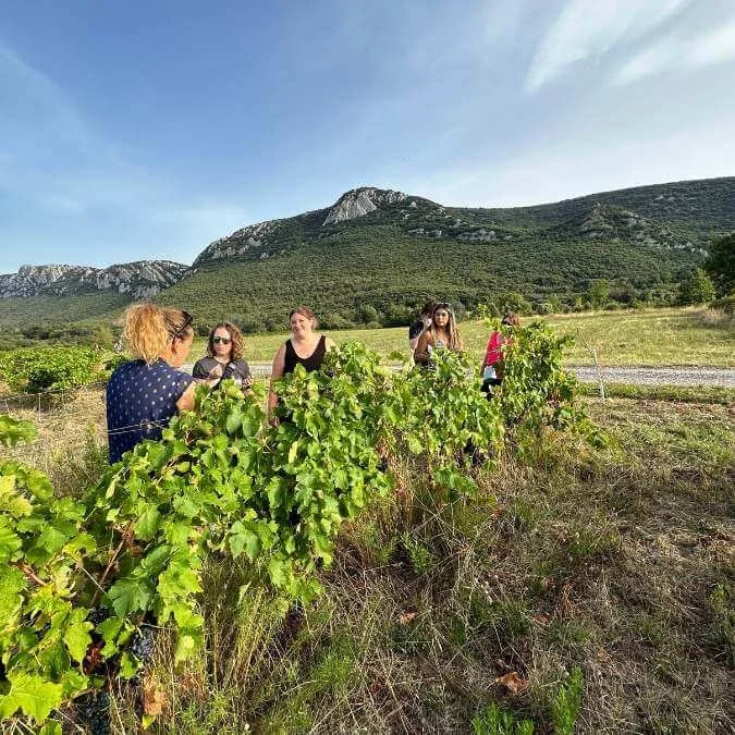 Guests walking through a vineyard during a wine and cultural tour in southern France