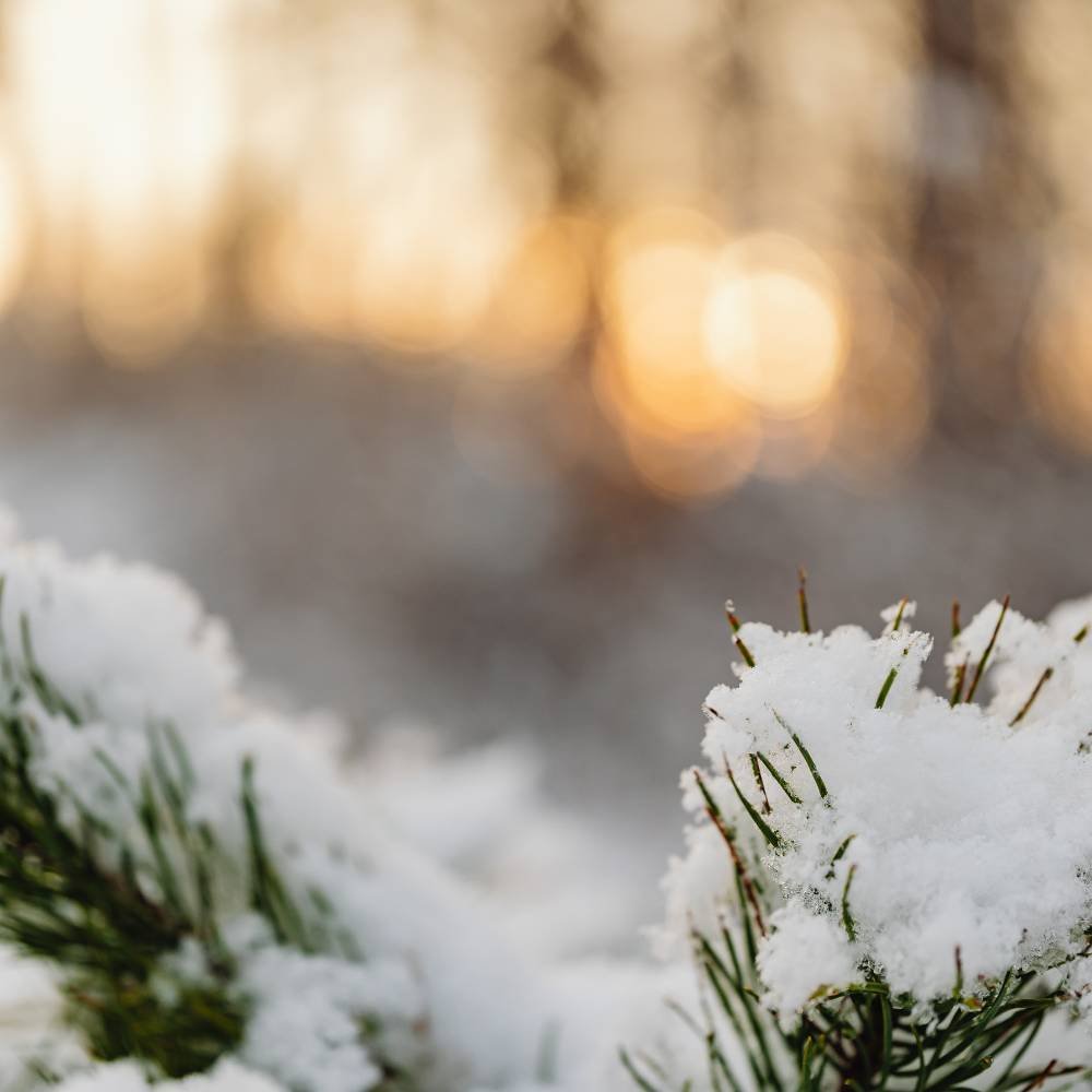 Pine bows with snow on them, with sunlight in the background.