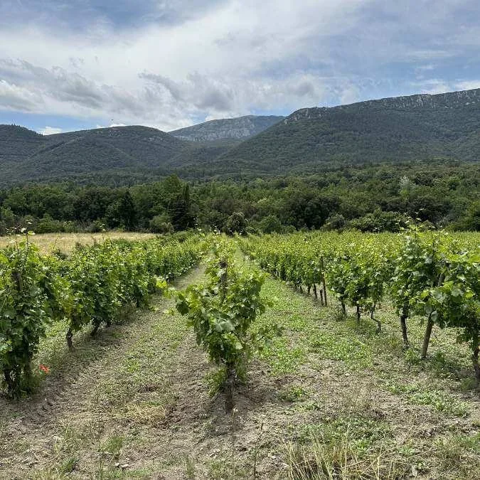 Vineyard landscape in southern France for a wine and cultural tour around a rose festival