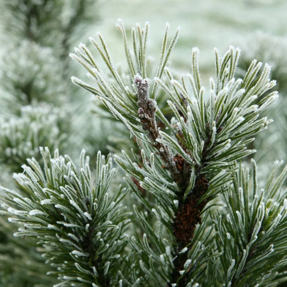 Closeup of a pine tree and pine needles with frost on them