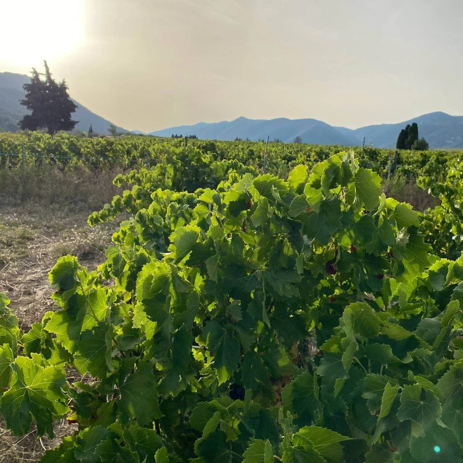 Vineyard in southern France with mountain views during a wine tour in france
