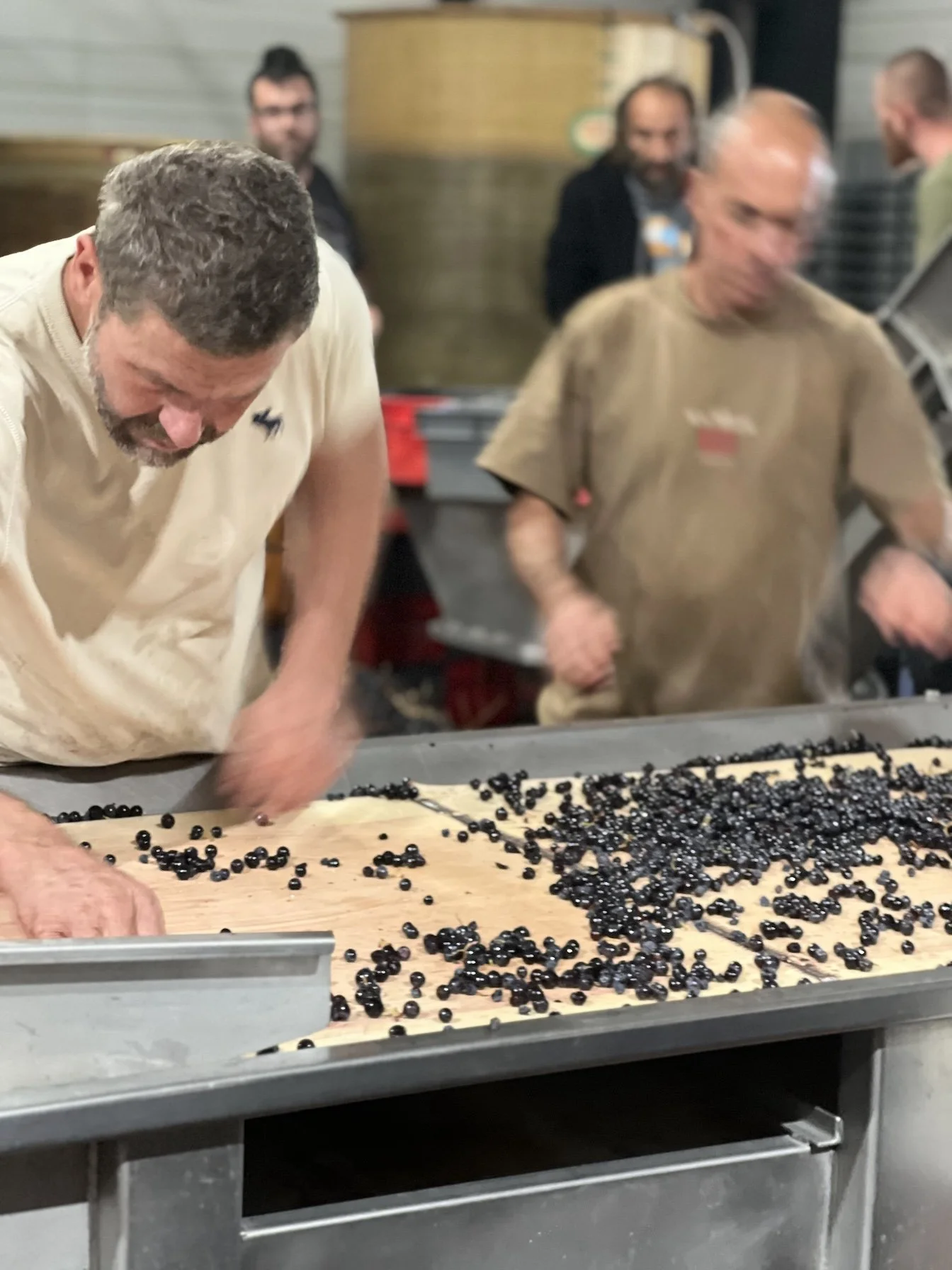 Sorting Grapes for Wine Making France Wine Cultural Tour