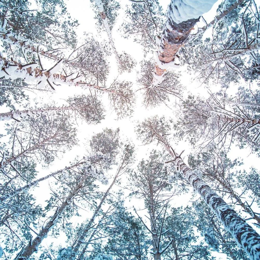 View of the grey sky with snowy trees all around.