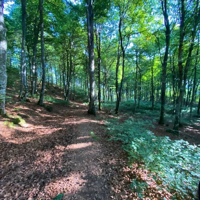 Gentle forest path with green trees.