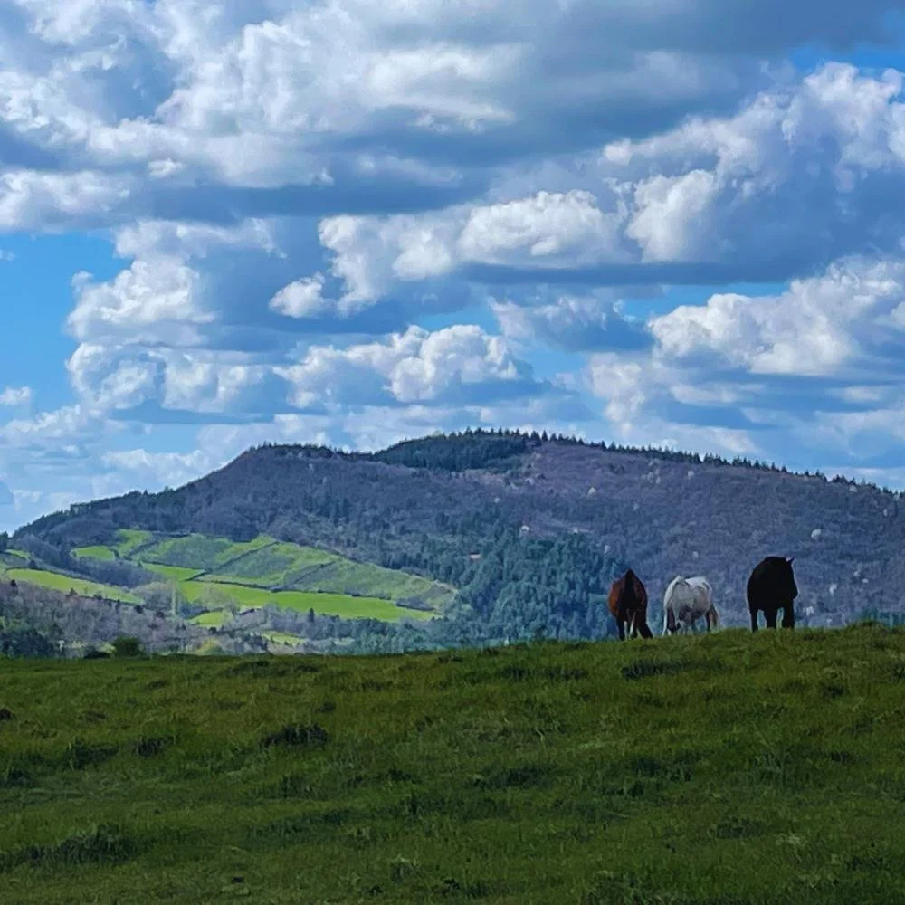 Three horses eating green grass with puffy white clouds in the sky.