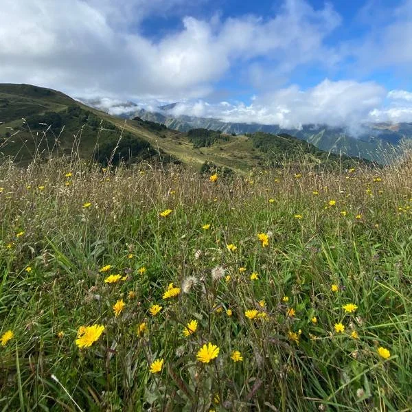Yellow wildflowers with snow covered mountains in the background.