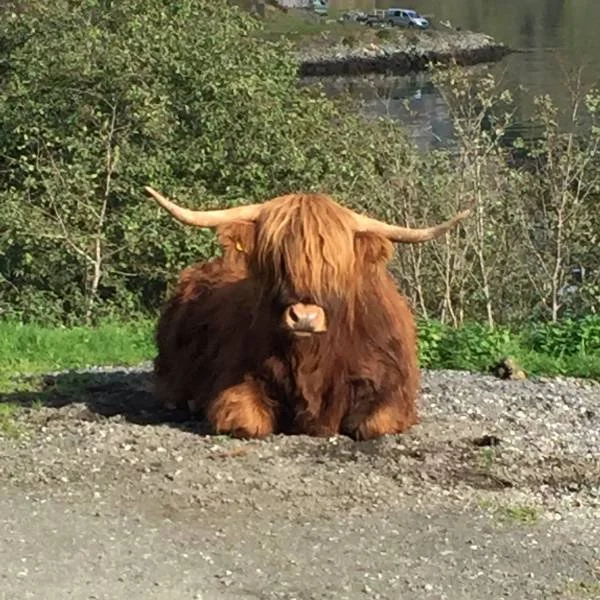 cow photo relaxing from Athara trip