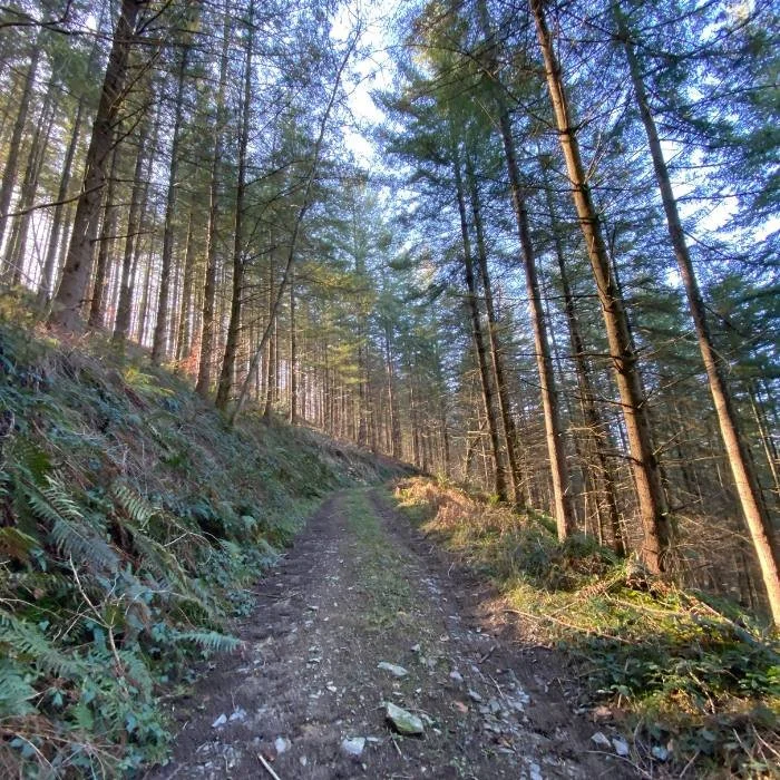 Forest walking path with sun streaming through the trees.