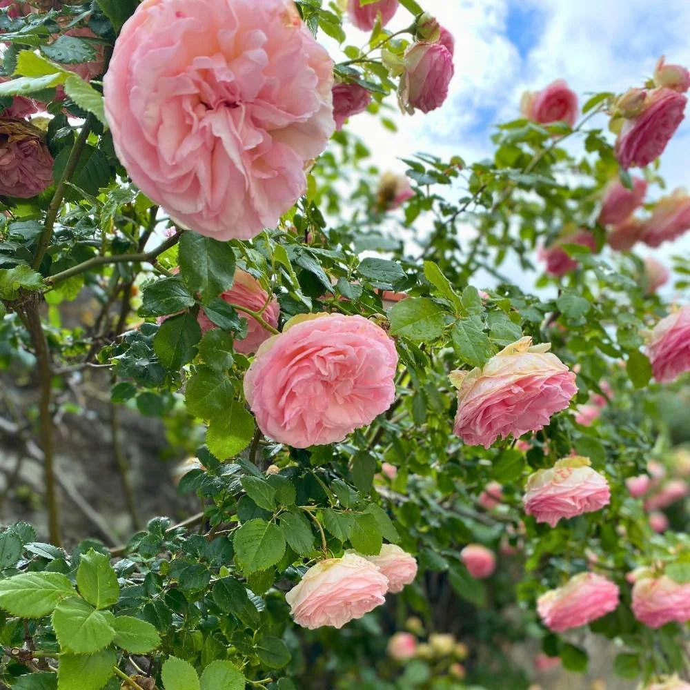 Pink roses growing on a wall with blue sky.